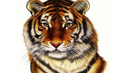 тигр на прозрачном фоне png | PNGEgg