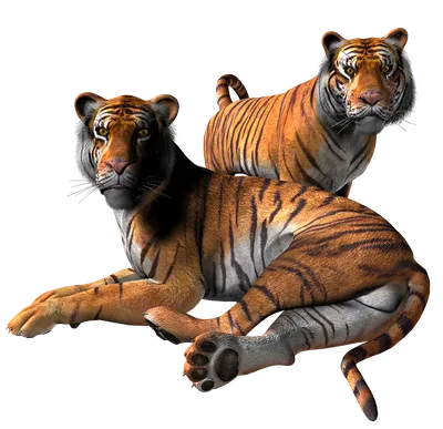 Картинка тигры на прозрачном фоне в png