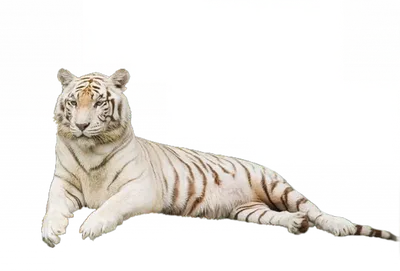 Тигр крупным планом - Животные - Картинки PNG - Галерейка