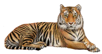 Смешной мультяшный тигр - 70 фото