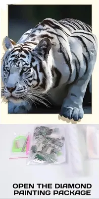 Белый тигр, Сибирский тигр, кошка
