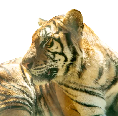 Настоящий тигр - 73 фото