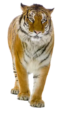 Тигр Рисунок Арт Оскал Амурский Природа | Tiger artwork, Tiger art, Tiger  pictures