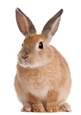 Кролик на белом фоне | Премиум Фото | Bunny images, Rabbit photos, Rabbit  pictures