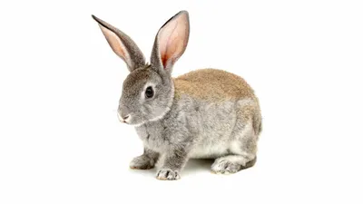 PHOTOS/Domestic animals/3 1 Rabbits/2010_0506Oryctolagus_cuniculus1012