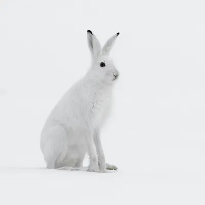 Картинки для детей кролик (46 фото) - 46 фото