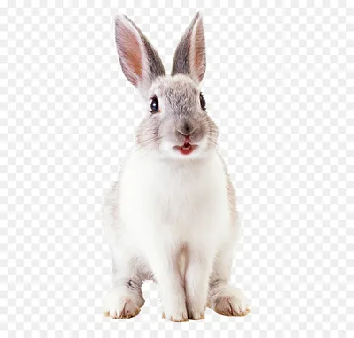 Милый пушистый кролик с бабочкой на белом фоне :: Стоковая фотография ::  Pixel-Shot Studio