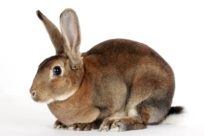 Европейский коричневый заяц, изолированный на белом фоне Стоковое  Изображение - изображение насчитывающей фауна, кролик: 159216933
