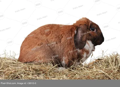 Картина кролик в норке на белом фоне в интернет-магазине Ярмарка Мастеров  по цене 2380 ₽ – SBMLQBY | Картины, Сочи - доставка по России
