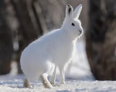 белый кролик, заяц, европейский кролик