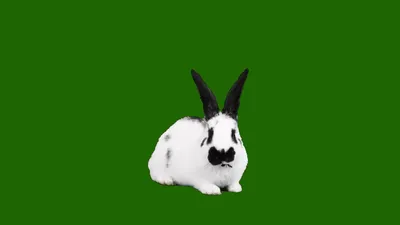 Заяц с опущенными ушами - 59 фото