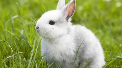 Бельгийский заяц, изолированные на белом фоне | Премиум Фото