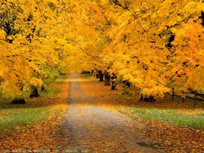 Природа, Осень - Красивые фото обои для рабочего стола комп. windows #7