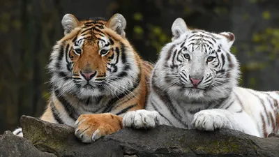 Обои для рабочего стола тигр Двое белые Лапы Взгляд животное