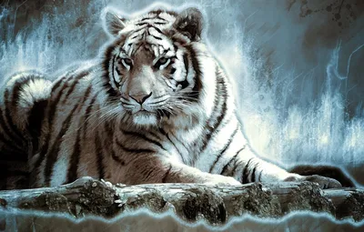 Кот сибирский тигр Бенгальский тигр Рабочий стол Белый тигр, тигры, лошадь,  млекопитающее png | PNGEgg