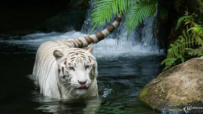 Белый тигр обои на рабочий стол, Белый тигр HD картинки, фото скачать  бесплатно