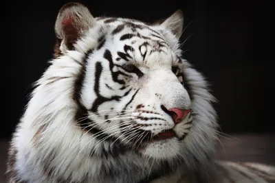 Скачать обои Красивый белый тигр в воде (Вода, Белый тигр) для рабочего  стола 2560х1440 (16:9) бесплатно, Фото Красивый белый тигр в воде Вода, Белый  тигр на рабочий стол. | WPAPERS.RU (Wallpapers).