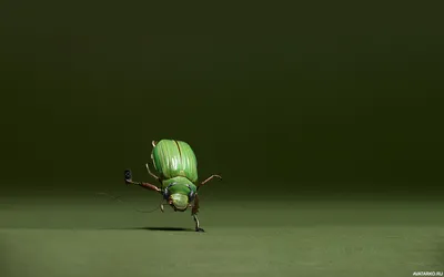 Зелёный жук с плеером и в наушниках лихо танцует брейк-данс — Фото на аву