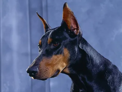 Собака доберман - фото и обои. Красивое изображение \"Собака доберман\" на рабочий  стол