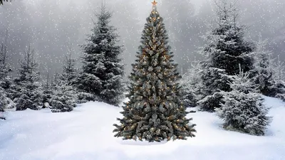 Обои елки, гирлянды, звезда, снег, зима, лес, новый год, рождество картинки  на рабочий стол, фото скачать бесплатно