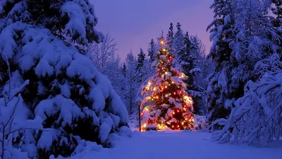Обои елки, гирлянда, снег, парк, вечер, новый год картинки на рабочий стол,  фото скачать бесплатно