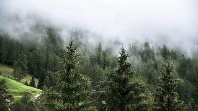 Обои лес, елки, деревья, туман, природа картинки на рабочий стол, фото  скачать бесплатно