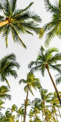 Обои для телефона в HD качестве | Palm trees wallpaper, Tree iphone, Palm  trees