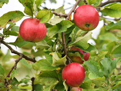 Картинки яблоки на дереве фотографии