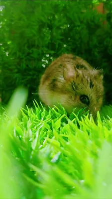 Хомяк, хомячок, hamster, обои на телефон, зелень, яркие обои, милая  фотография, зелёная трава, 🐹🌱 | Хомяк, Обои, Хомяки