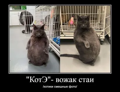 кот 🐈 на аву | Ảnh mèo hài hước, Động vật, Mèo kitty