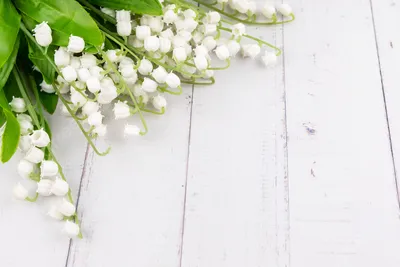 Красивый фон цветы ландыша на рабочий стол И картинка для бесплатной  загрузки - Pngtree