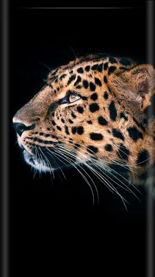 Pin by Irina Irina on Обои телефон (1080*1920) | Leopard wallpaper, Animals  wild, Majestic animals
