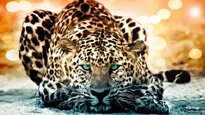 24+ Леопард обои на телефон от oponomarev