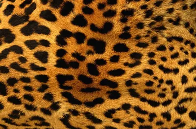 Леопард обои на телефон - 65 фото