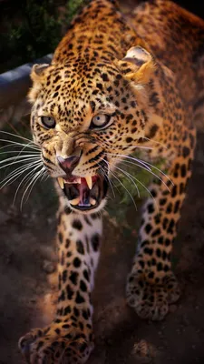 Обои Ягуар, Гепард, наземные животные, живая природа, Леопард на телефон  Android, 1080x1920 картинки и фото бесплатно
