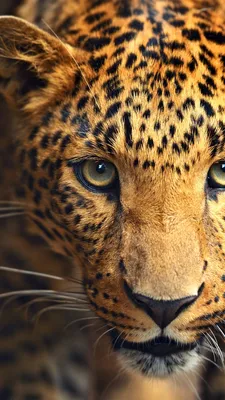 Заставка на телефон леопард: фото, изображения и картинки