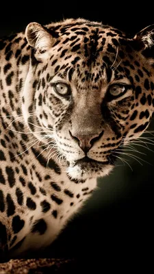 Обои наземные животные, живая природа, бакенбарды, Леопард, морда на телефон  Android, 1080x1920 картинки и фото бесплатно