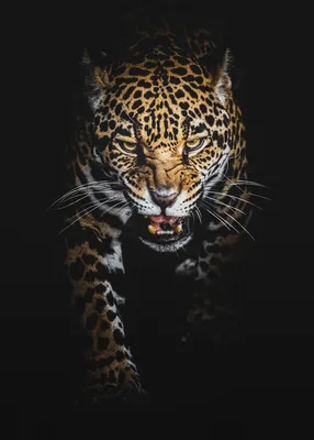Pin by Нателла on Обои для телефона на любой цвет и вкус. | Pet birds,  Jaguar wallpaper, Tiger face