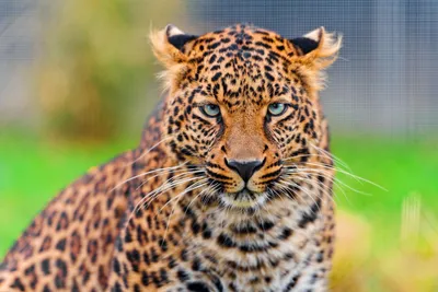 MuchaTseBle | Black jaguar animal, Jaguar animal, Wild animal wallpaper