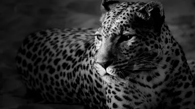 Леопард обои на телефон, Леопард HD картинки, фото скачать бесплатно