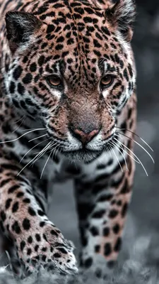 Купить Леопард по цене 550 руб. в интернет магазине Печатный двор Кубани