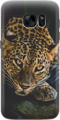 Обои на телефон: Животные, Леопарды, 22587 скачать картинку бесплатно.