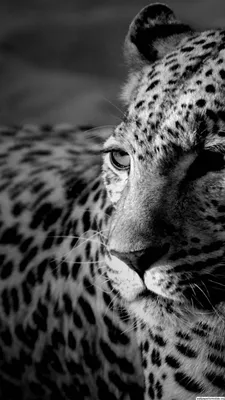 Картинка леопарда в дикой природе - обои на телефон