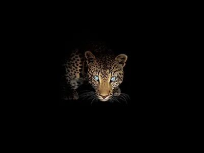 Леопард в дикой природе - обои на телефон
