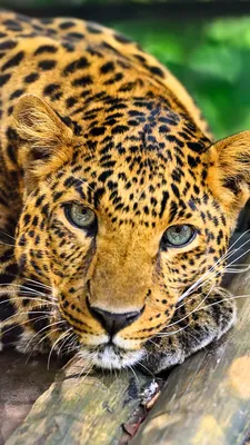 Photos leopard Big cats Glance Animals Wood planks 1080x1920