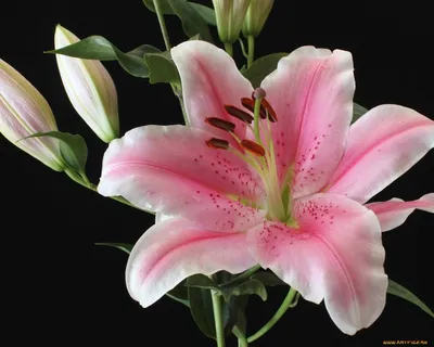 Beautiful Lily Flowers Wallpaper