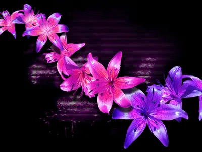 Картинка Лилии цветок