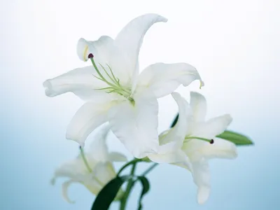 Прекрасные белые лилии | White lilies, Lily flower, Lily pictures