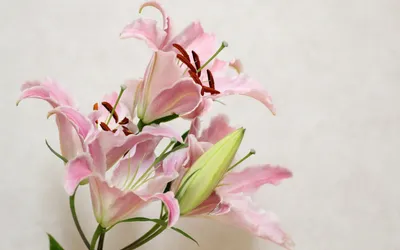 Обои лилии, цветы, клумба, зелень картинки на рабочий стол, фото скачать  бесплатно