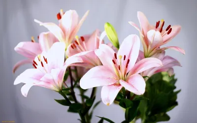 Обои лилии, цветы, белые, тычинки, крупный план картинки на рабочий стол,  фото скачать бесплатно